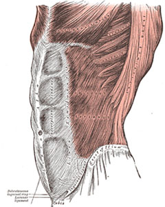Musculatura